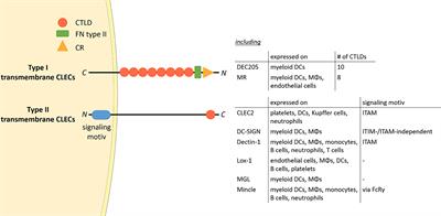 The Mannose Receptor: From Endocytic Receptor and Biomarker to Regulator of (Meta)Inflammation